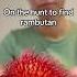 On The Hunt To Find Rambutan