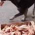 They Are Not Greedy We Can Learn From Him Dogs
