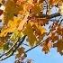 Спокойная музыка Falling Leaves Relaks Music