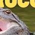 Alligators And Crocodiles For Kids Learn About These Powerful Predators