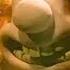 WALLACE AND GROMIT THE CURSE OF THE WERE RABBIT DELETED SCENE 4 Rabbit Ears