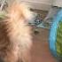 No More Margaritas For These Floofs Funnycats Cutecats Mainecoon