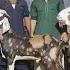 Aj Bas Lutane Aya Le Lo Saste Khassi Andul Bakre At ABRAR BHAI 2025 Qurbani Mumbra Mumbai Bhiwandi