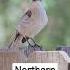 Northern Mockingbird Singing On A Wooden Fence Escondido CA USA
