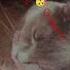 Cat Kotik