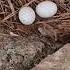 Climbed Into The Attic To Turn Off The Light Bulb And Then The Deep Eggs