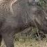 Warthog
