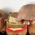 Dog Vs Cappy Capybara Plush Funny
