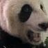 ASMR Panda Eating Bamboo Leaves