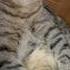 Сижу вот и думаю приколы Cutecat