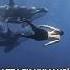 Why Orcas DON T Attack Humans