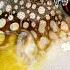 Best Of Small Fish Recipe MINIATURE Puffer Fish Cooking Made EASY With Simple Recipe