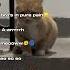 Ranking The Funniest Cat Sounds Part 3