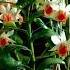 Dawn Maree Orchids For Sale 600