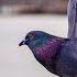 Pigeon Post Explained