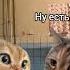 Дома есть мужик топ топчик рекомендации кот рек Cat котик котики котики мем