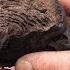 This Fungus Will Blow Your Mind Bushcraft Skills Primitive Survival Foraging