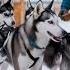 A Pack Of Huskies Abandoned In A Desolate Tundra Fights Starvation Before A Sled Team Rescues Them