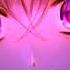 Look What You Made Me Do Avera Yuki IA ROCKS Japanese Version Vocaloid Cover Nightcore