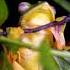 Malabar Gliding Frog Trailer Species Habitats Awareness Programme The Habitats Trust Films