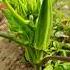 Youtubeshorts Nature Ladyfinger Plant Hongkong