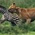 Escaping From Lions Is Impossible Animals Lions Shorts