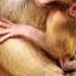 Monkey Baby क स अपन म क आ चल म ब ठकर द ध प रह ह Monkey Milk Drink Viral Shorts Like