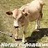 Немного юмора Я конечно родилась и выросла в деревне Но дети получается городские