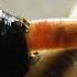 Horse Leech Eating Earthworm MACRO