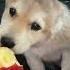 Alabai Puppy Ovadan Apple Tastes So Good