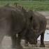 Rhino Sounds