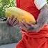 Bibi Harvested Papaya And Brought It Home To Invite Uncle Phong To Enjoy