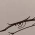 Ahegao Art Eyes Ahegao Inking Drawing Araara