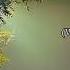 Pixies Que Sera Sera Whatever Will Be Will Be