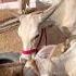 Bade Jo Krte Hain Unse Bacche Sikhte Hain Cowsblike