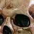 Make Halloween Store Skulls Look Way Better