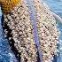 Whale Covered In Barnacles Gets Cleaned With Power Brush Ocean Rescue In Action Sealife Whale