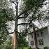 Viralvideo Viral Viralshorts Viralshort Subscribe Follow Like Tree Treework Treeworker