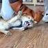 Owner Get Surprise Reaction While Training Aggressive Dog Rage Into Trust Shorts Pets Dog