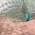 Peacock Peacock Peacockdance Peacocklove Morni Mornidance Realvoice