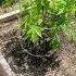 Kush Mints And 9LB Hammer Strain Gardening Cannabiseducation Fyp