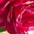 Discover The Stunning Rose Garden Of San Jose California Over 1 000 Blooms In 2025 Rose