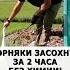 Сорняки засохнут за 2 часа без химии и без прополки Лучшее действенное средство огород сад дача