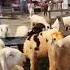 Late Bakraeidspecial Bakr Shorts Funny Viralshorts Goat Cow