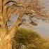 Elephants Around The Baobab Tree