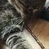 Список дел на день котики кот Cat