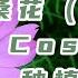 格桑花 波斯菊 Cosmo种植