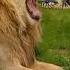 Animal The Snake Silent King Mehrab Wildlife