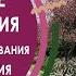 Кулисные насаждения принципы проектирования готовые решения