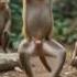 Monkey Finds A Banana And Dances With Joy Ai Animation Shorts Monkey